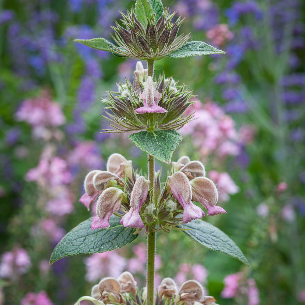 Sarah Raven Plants Phlomis samia Staude 3 x 9cm sonnig