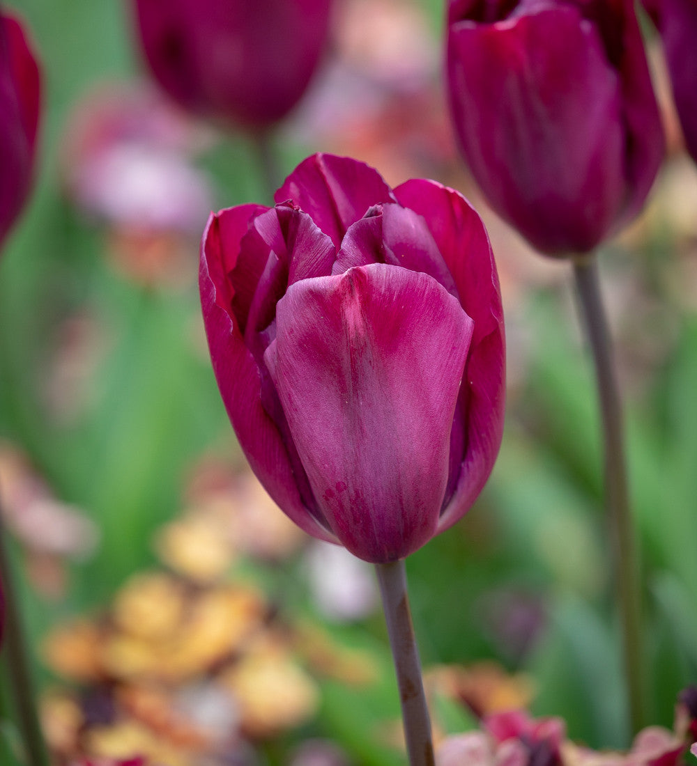 Sarah Raven Bulbs Byzantine Tulip Collection Tulpenzwiebeln 20 Stück dunkel