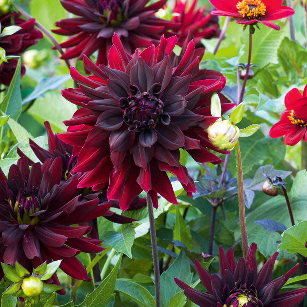 Sarah Raven Dahlie Rip City Blumenzwiebel 1 Knolle