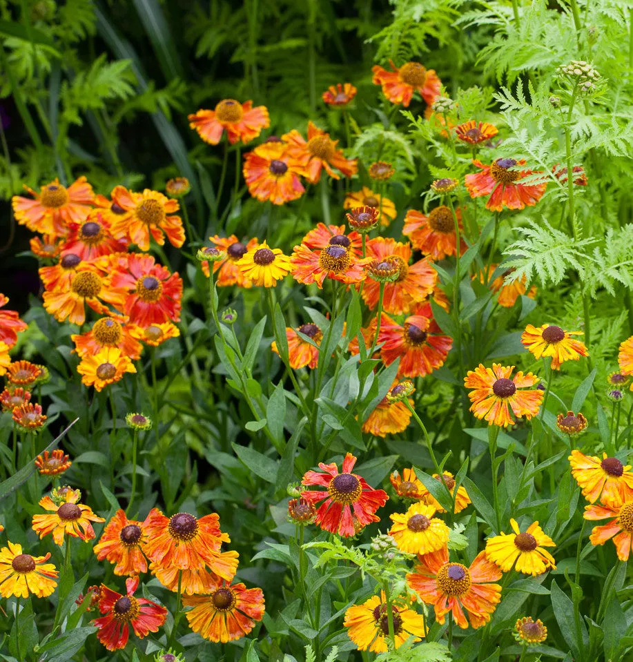 Sarah Raven Helenium Sahin's Early Flowerer Pflanze 3x9cm orange