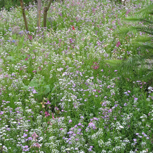 Sarah Raven Seeds Flowers for Shady Places Samen Seed Shaker Schatten
