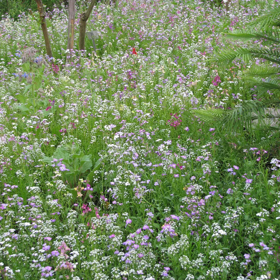 Sarah Raven Seeds Flowers for Shady Places Samen Seed Shaker Schatten