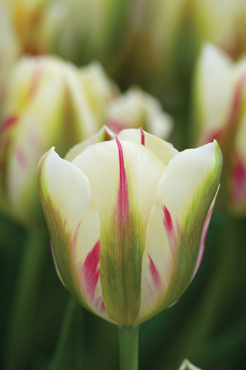 Sarah Raven Perfect for Pots Tulip Collection Tulpenzwiebeln 15 Stück Topf