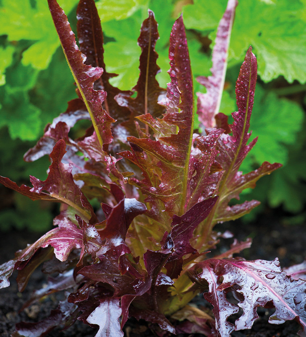 Sarah Raven Seeds Salat Best Summer Mix Samen 1000 Samen Sommer