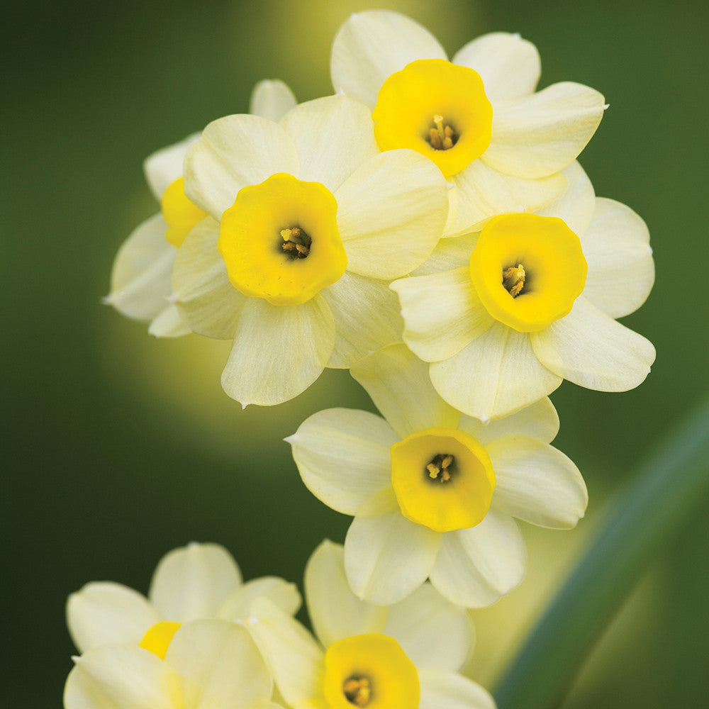 Sarah Raven Bulbs Narzisse Minnow Blumenzwiebeln 15 Stück
