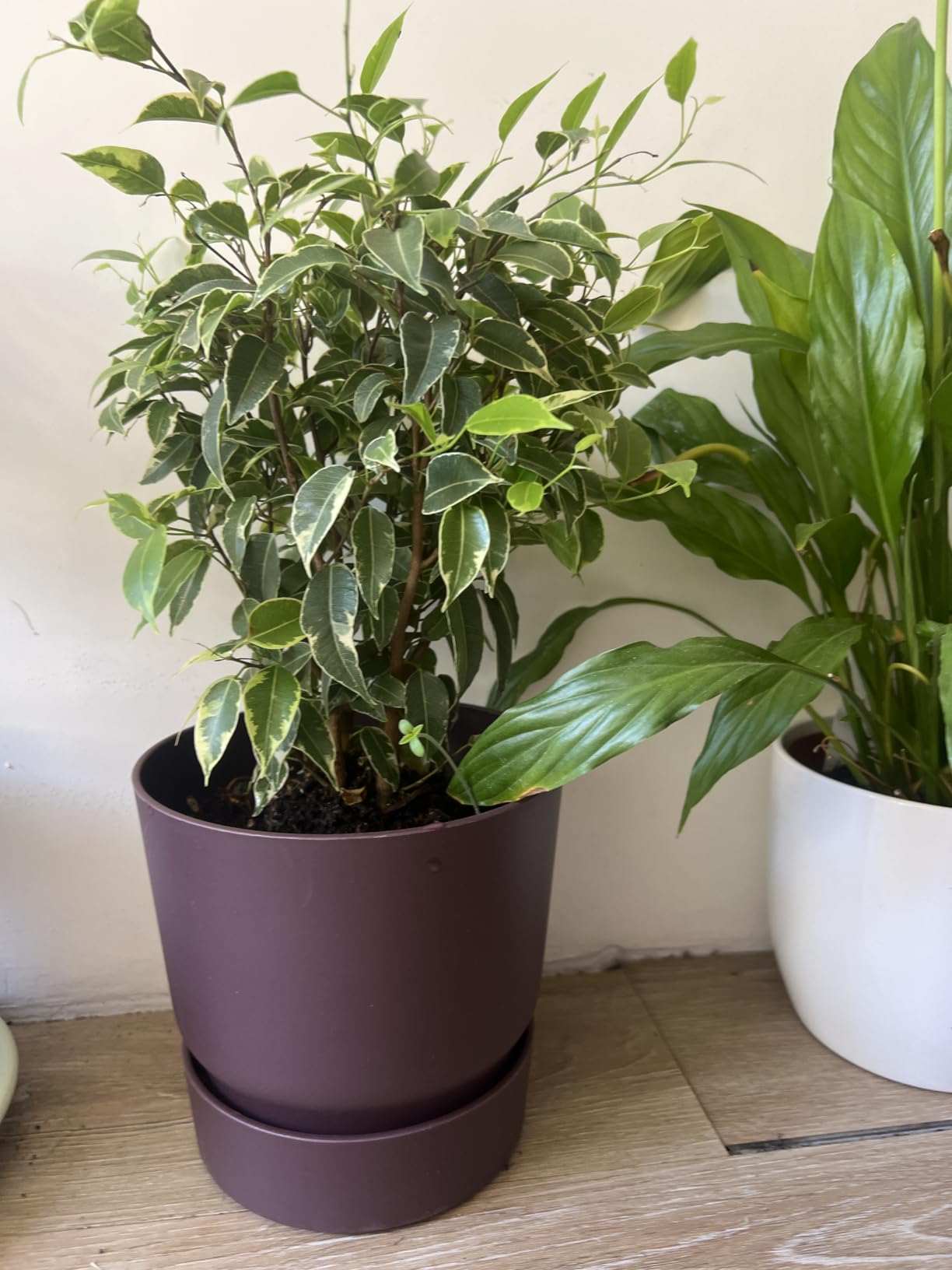 elho Greenville Rund Blumentopf 25 cm Weiß