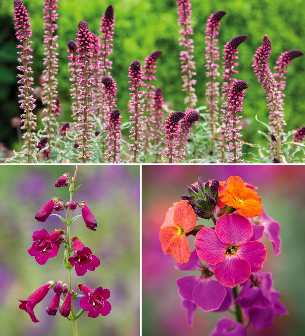 Sarah Raven Plants Sarahs Rich Border Collection Pflanzen 18x9cm dunkel