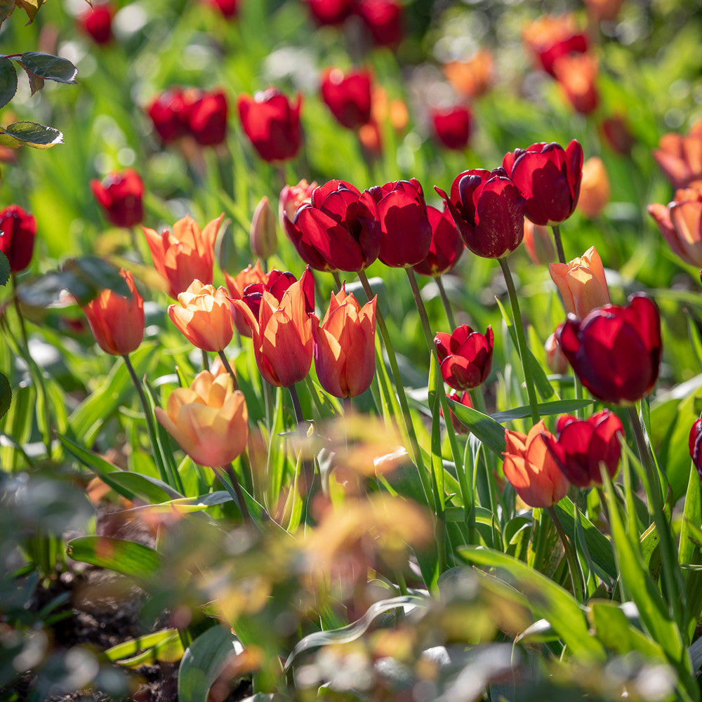 Sarah Raven Plum and Apricot Tulip Mix Tulpenzwiebeln 30 Stück Duft
