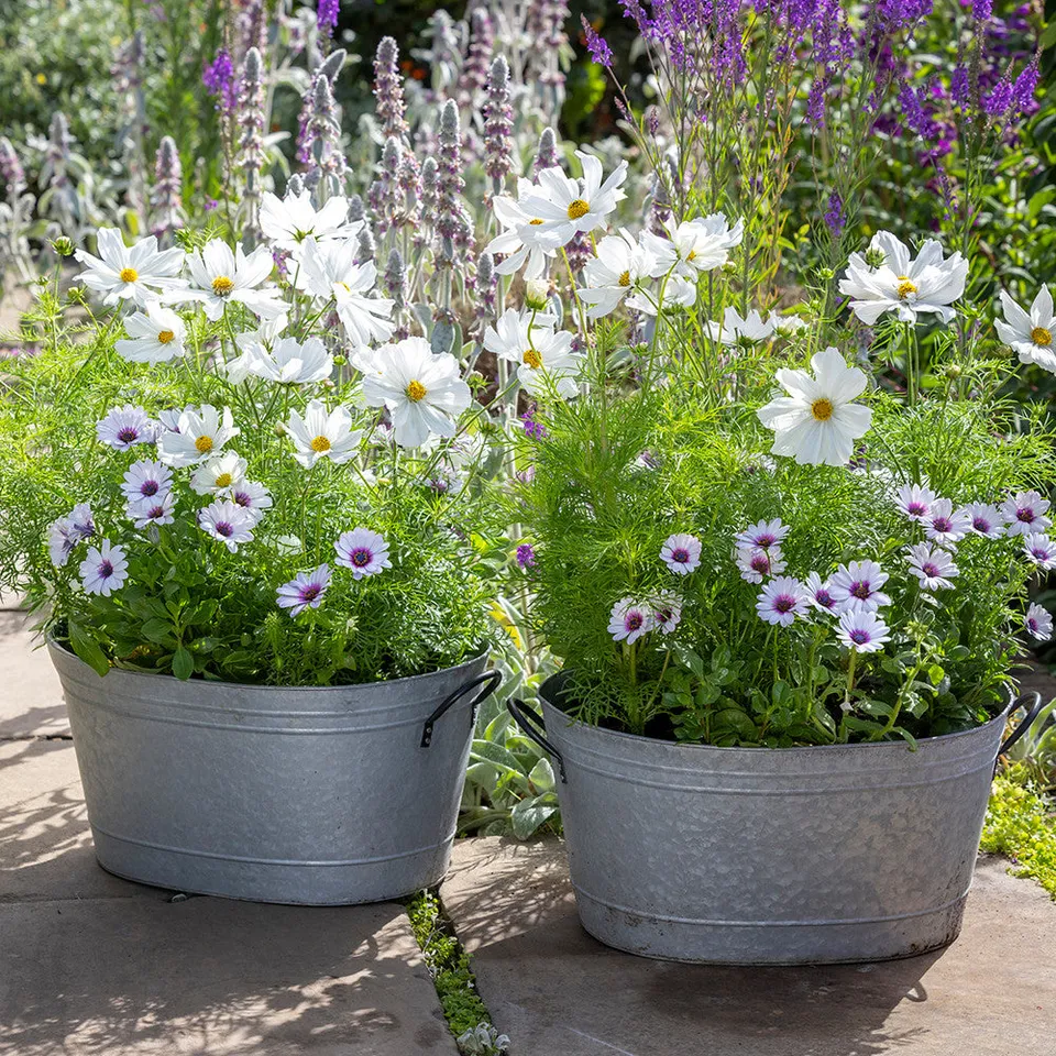 Sarah Raven Plants White Pot Collection Pflanzen 6x9cm Topf Weiß