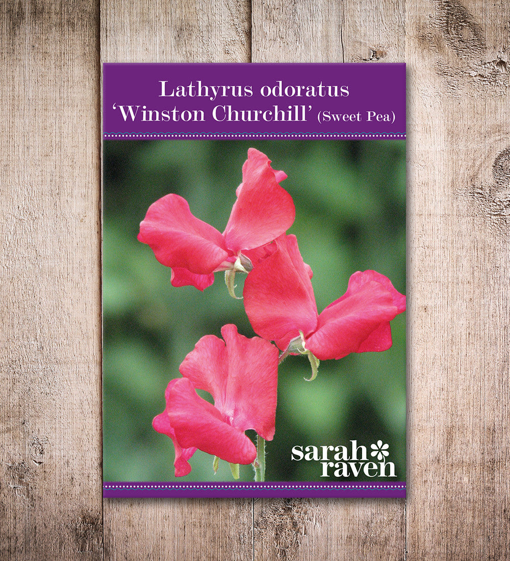 Sarah Raven Sweet Pea Winston Churchill Wicke 20 Samen rot