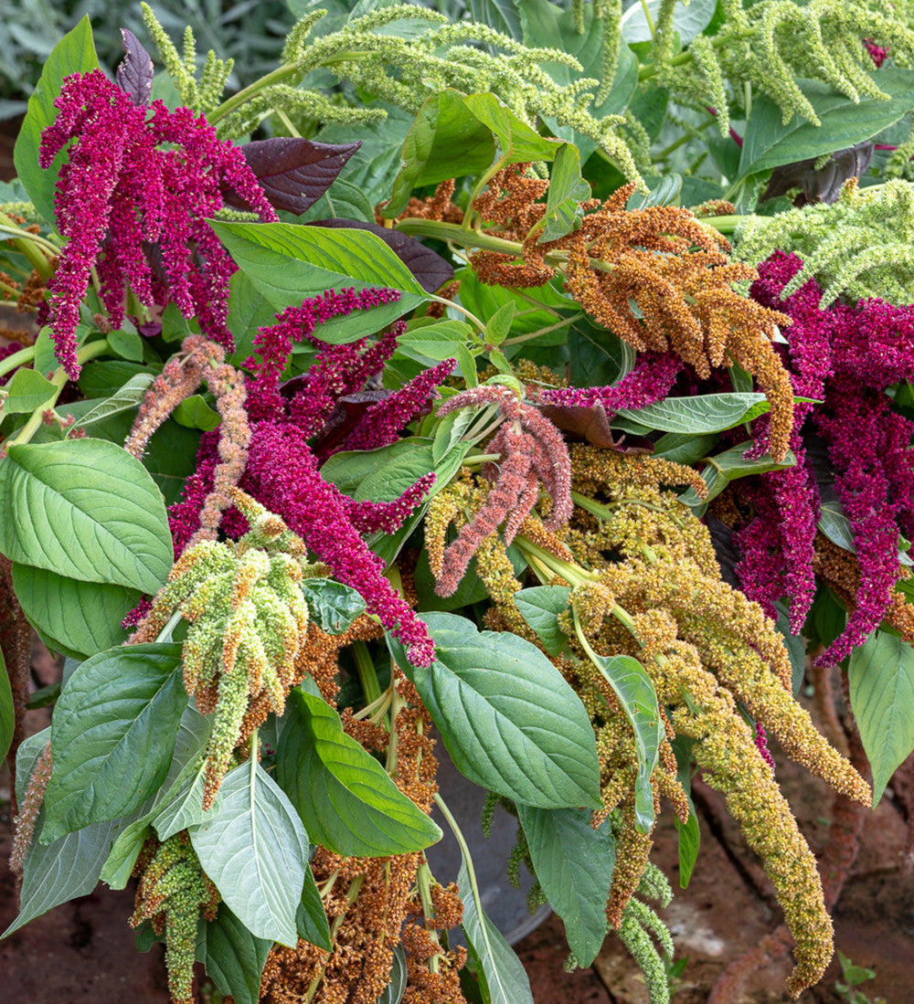 Sarah Raven Seeds Amaranthus Coral Fountain Samen 1000 Samen rosa