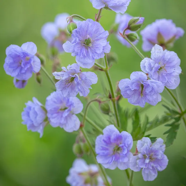 Sarah Raven Plants Geranium Cloud Nine Pflanze 3x 9cm Topf mauve