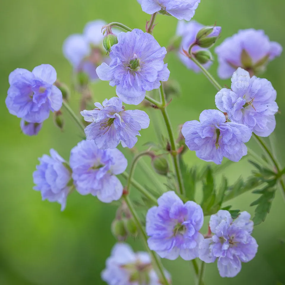 Sarah Raven Plants Geranium Cloud Nine Pflanze 3x 9cm Topf mauve