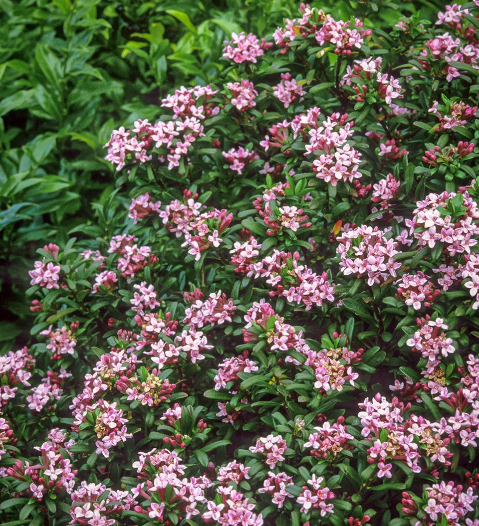 Sarah Raven Plants Daphne Eternal Fragrance Pink Pflanze 2-L-Topf