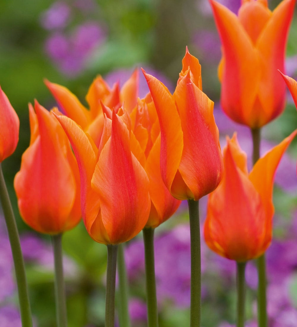 Sarah Raven Bulbs Boiled Sweet Tulpen Blumenzwiebeln 20 Stück