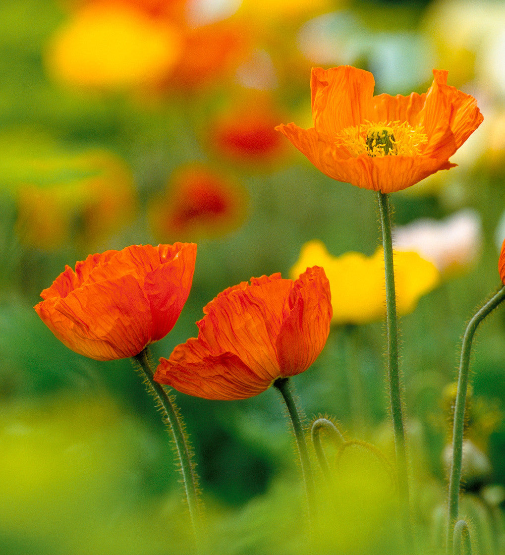 Sarah Raven Plants Papaver Champagne Bubbles Mix Islandmohn 6x 9cm