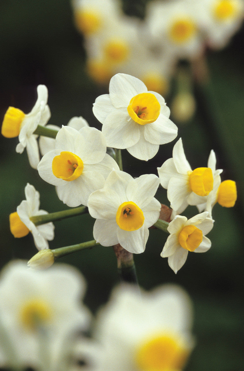 Sarah Raven Bulbs Scented Indoor Narcissus Collection Blumenzwiebeln 15 Stück