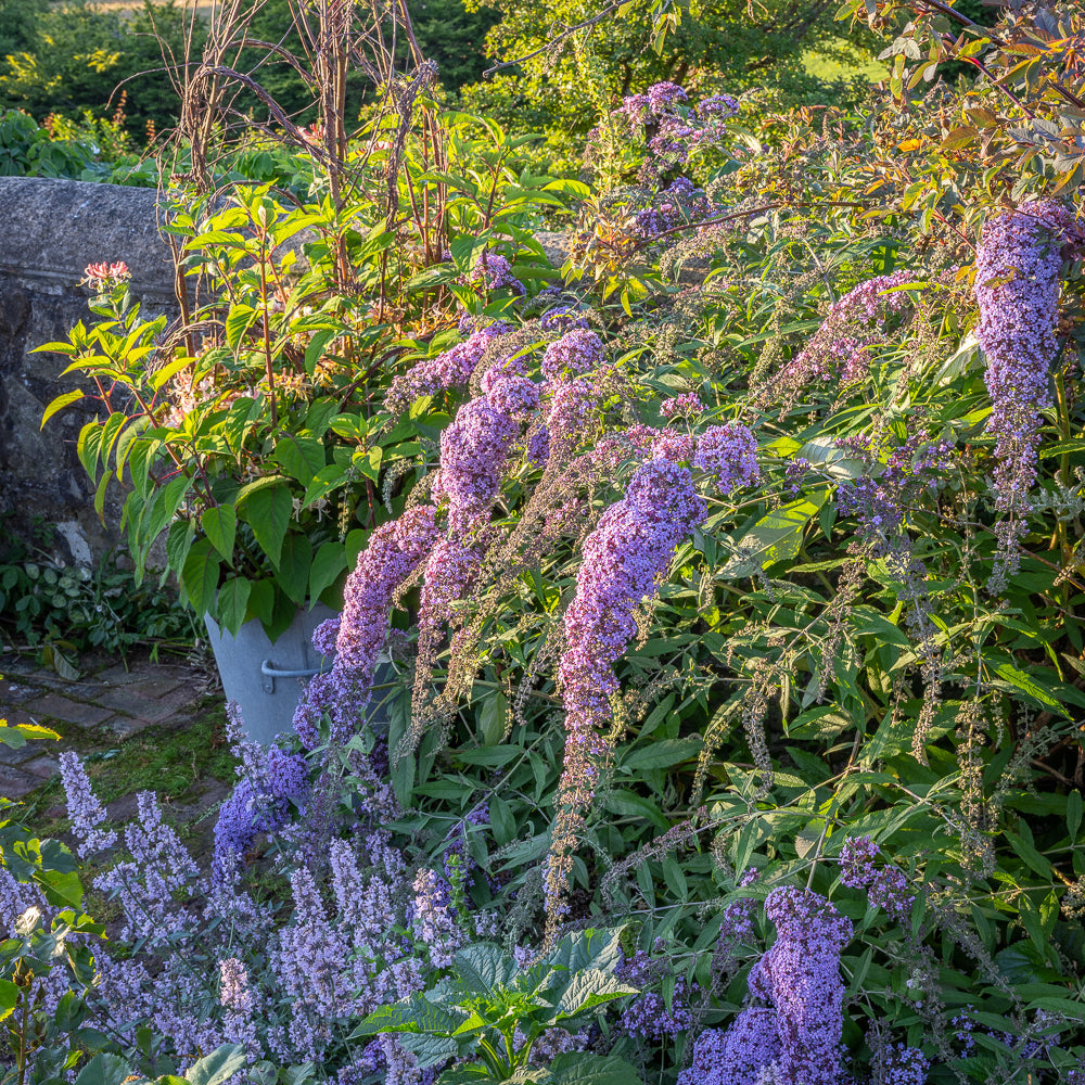 Sarah Raven Buddleja Wisteria Lane Pflanze 2 Liter Topf duftend