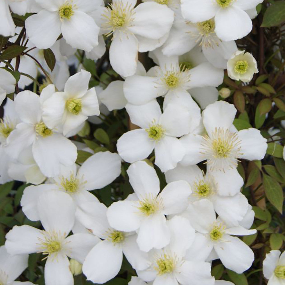 Sarah Raven Plants Clematis montana Spring Joy Kletterpflanze 2L Topf