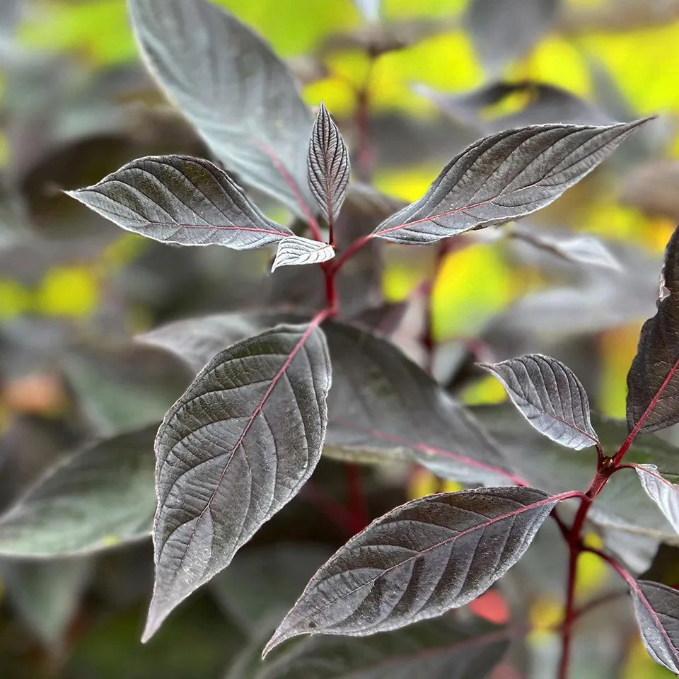 Sarah Raven Plants Cornus alba Nightfall Strauch 2-Liter-Topf