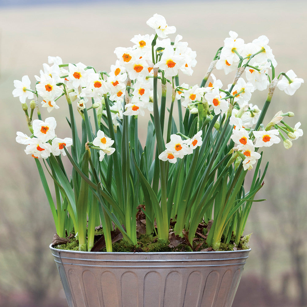 Sarah Raven Bulbs Narzisse Cragford Blumenzwiebeln 15 Stück duftend