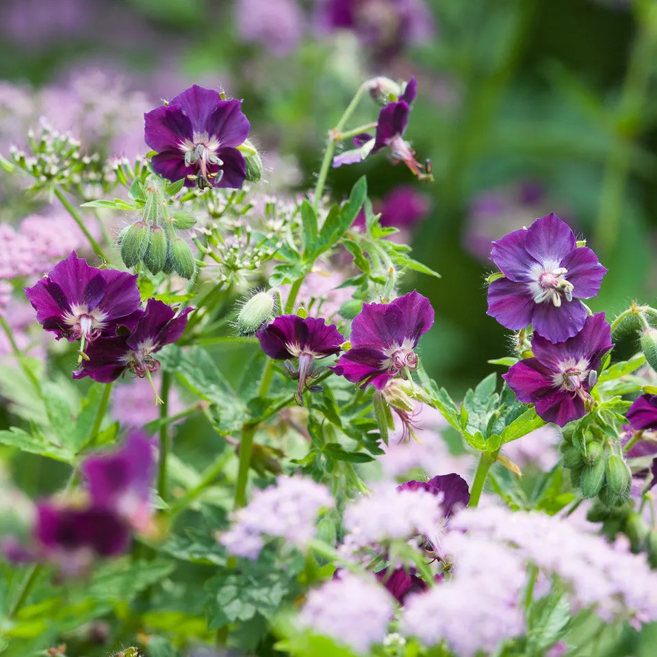 Sarah Raven Plants Geranium phaeum Pflanze 3x 9cm Topf Beet