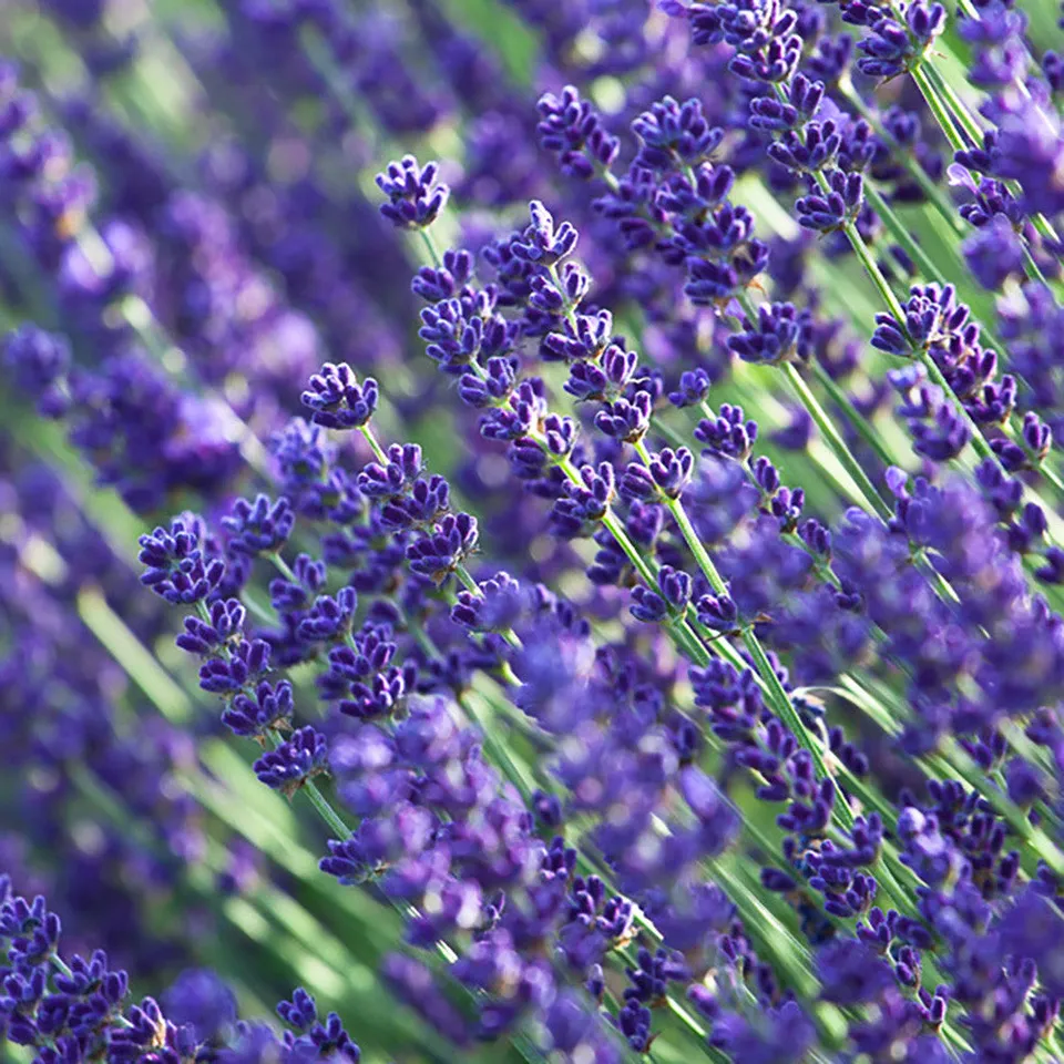 Sarah Raven Plants Lavendel Munstead Pflanze 2-Liter-Topf