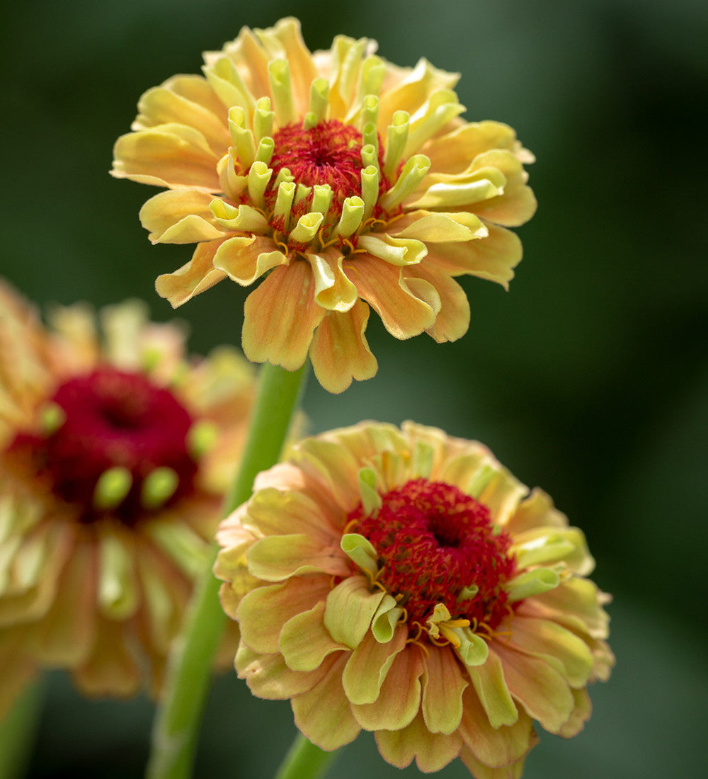 Sarah Raven Zinnia Queeny Lime Orange Zinnie 30 Samen Orange