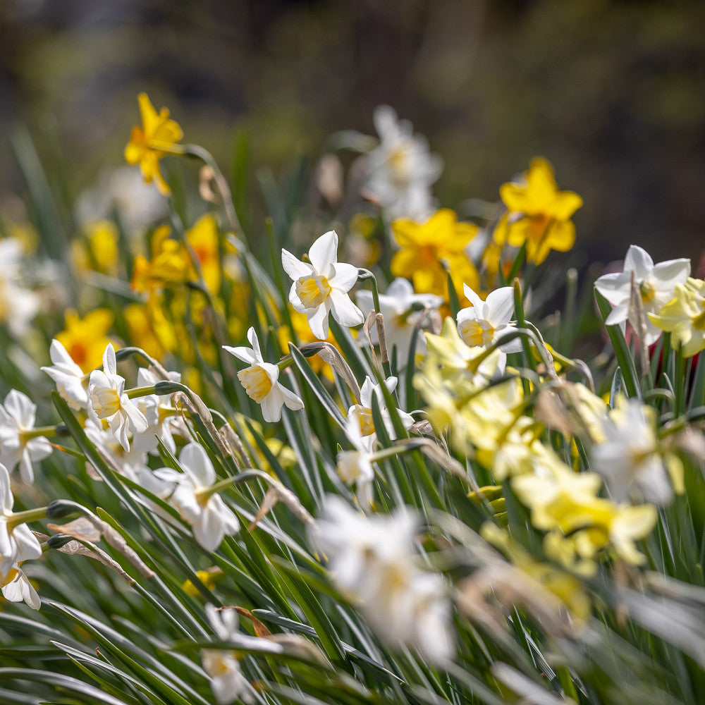 Sarah Raven Narcissus Duft-Narzissen 40 Blumenzwiebeln