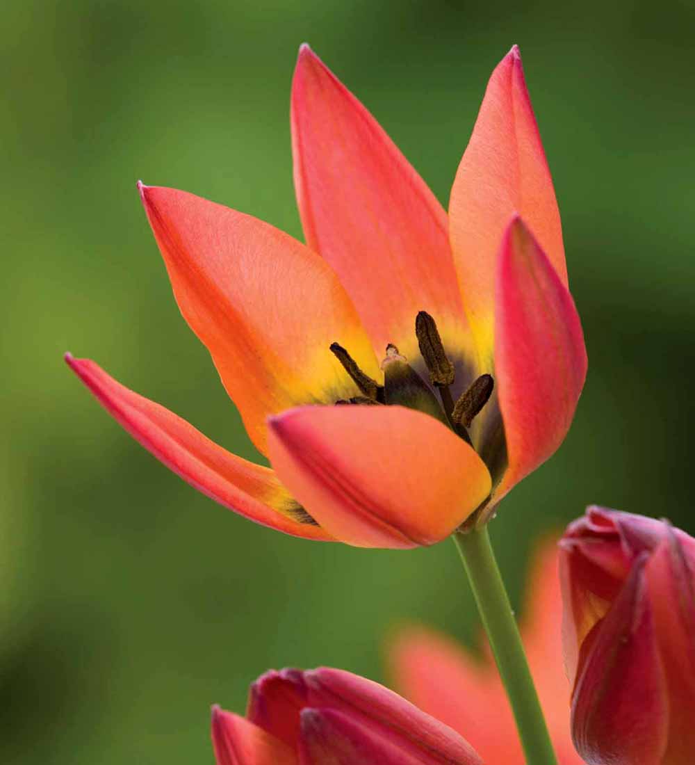 Sarah Raven Bulbs Tulip Little Princess Zwiebeln 15 orange