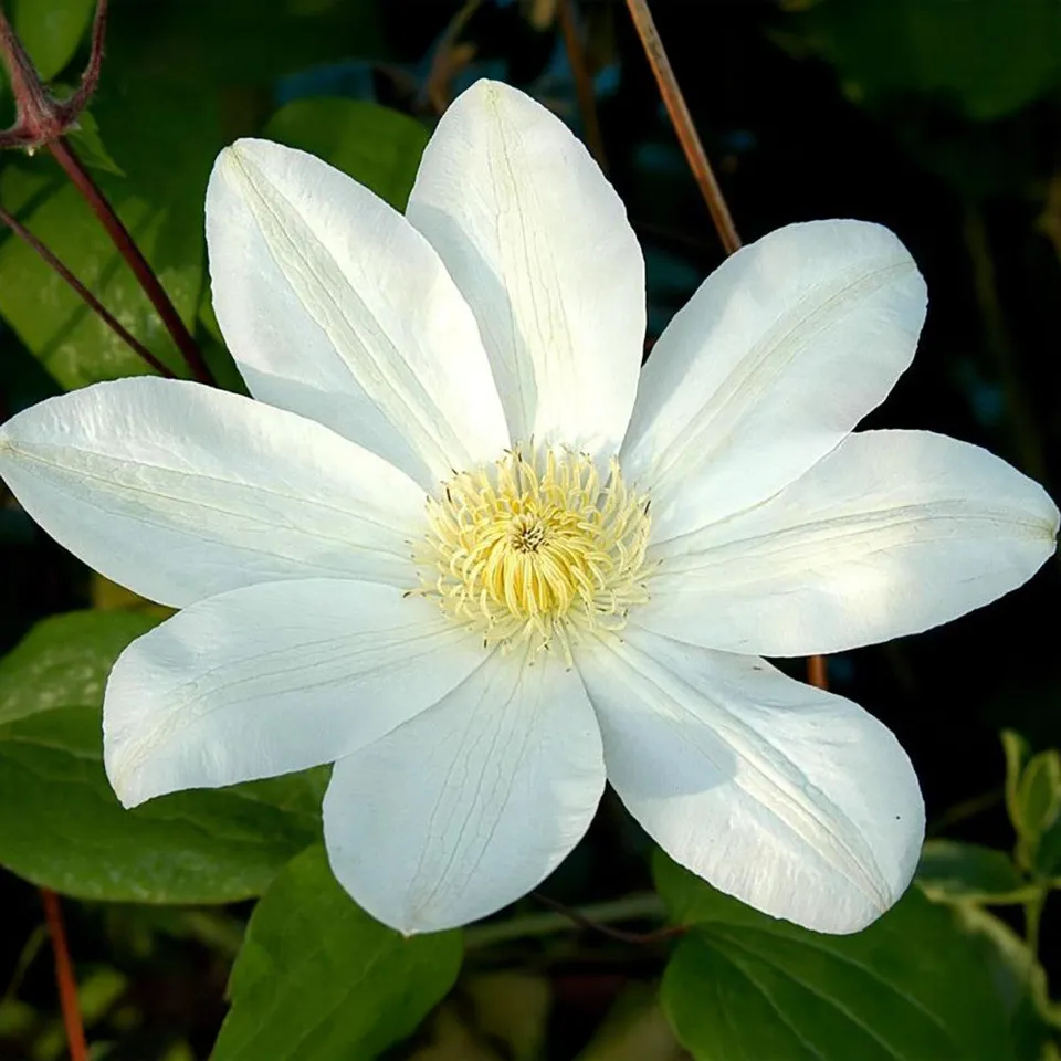Sarah Raven Plants Clematis Wadas Primrose Pflanze 2-Liter-Topf duftend