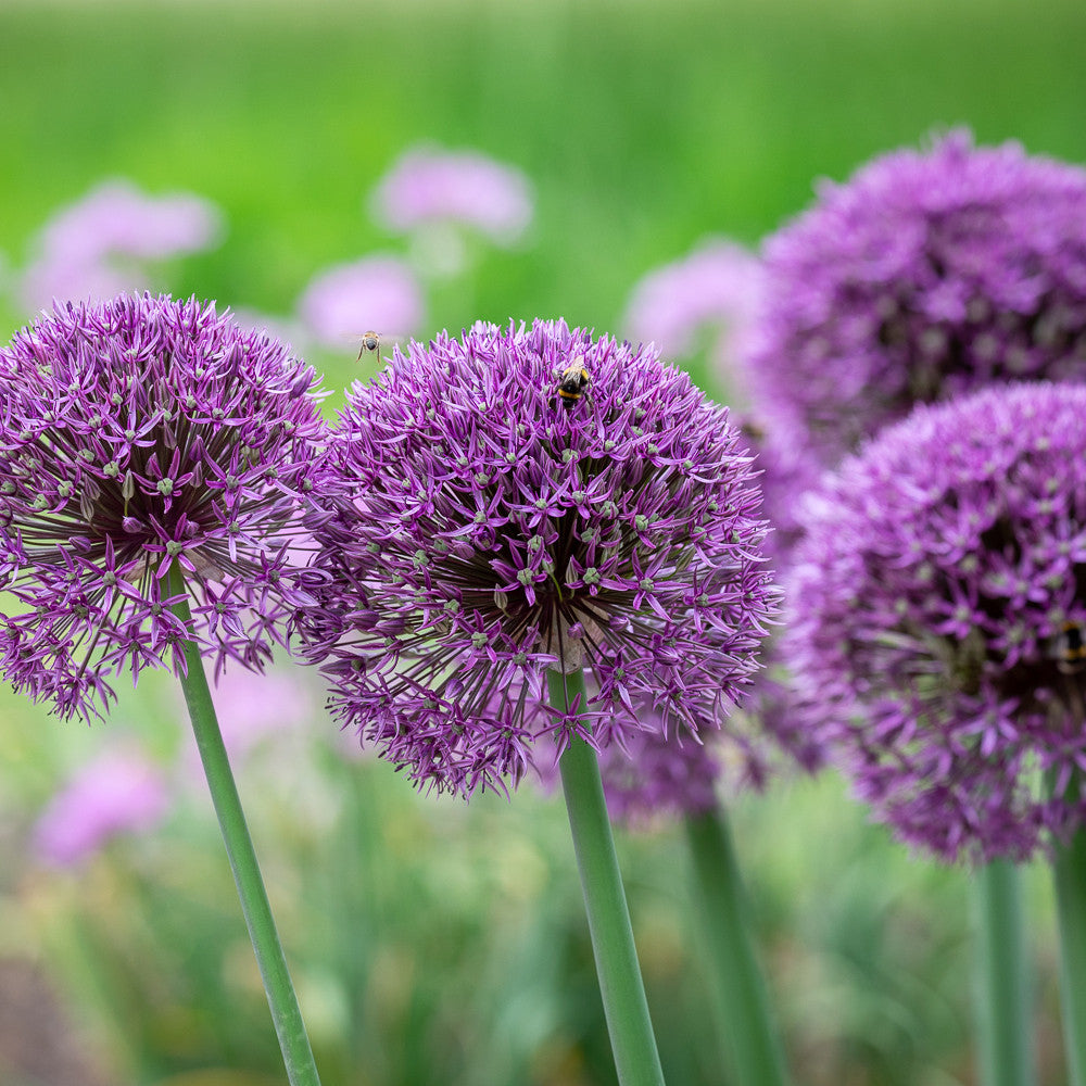 Sarah Raven Bulbs Allium Jackpot Blumenzwiebeln 5 Stück lila