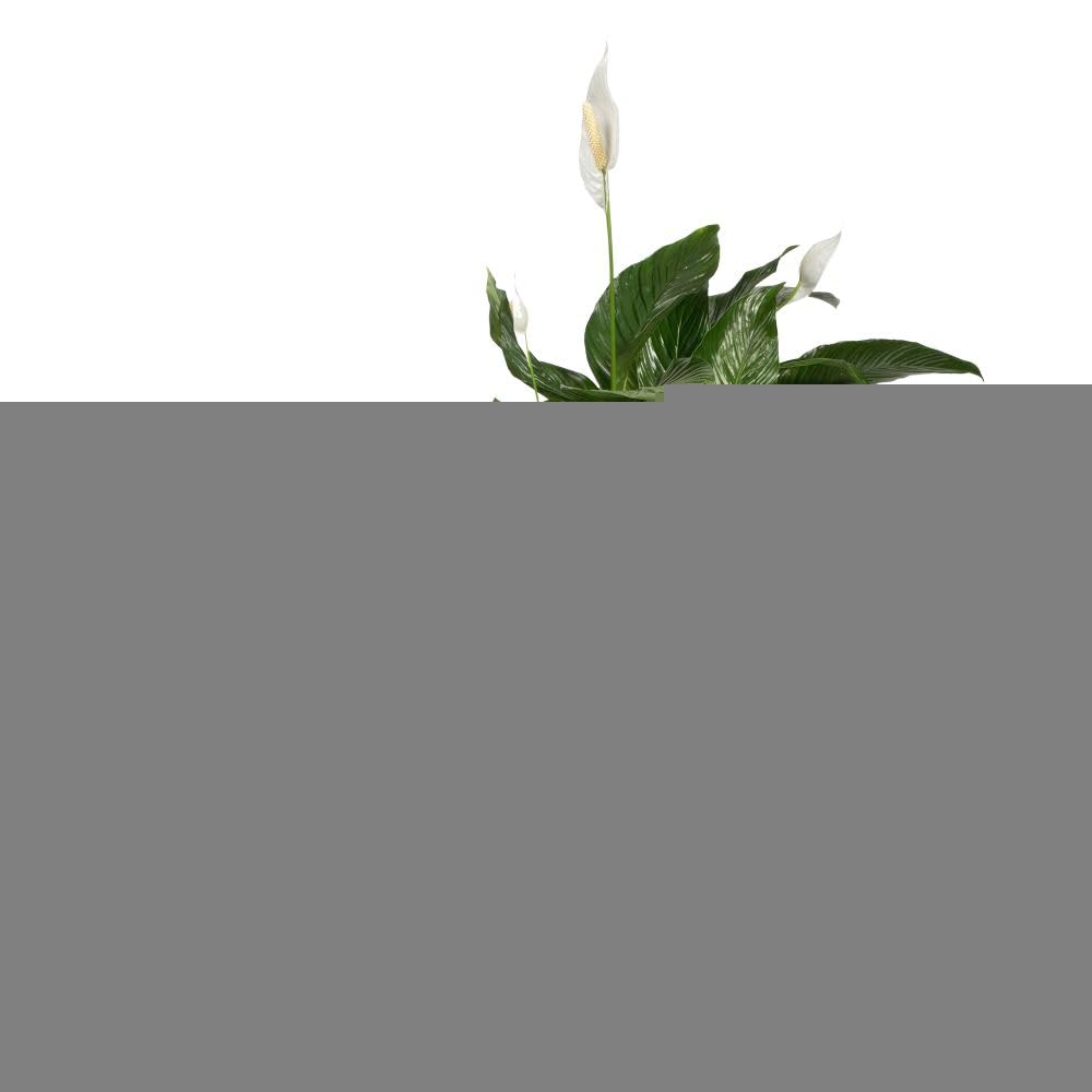 elho Brussels Blumentopf Rund 25 2er Set anthrazit 25cm