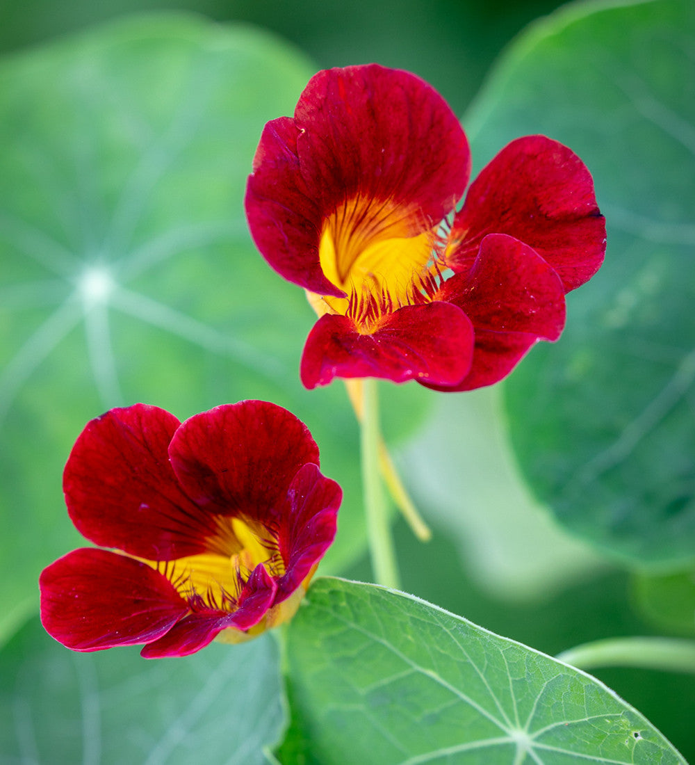 Sarah Raven Nasturtium Collection Kapuzinerkresse 30 Samen