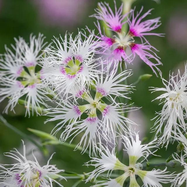 Sarah Raven Seeds Nelke Dianthus superbus Samen 200 duftend