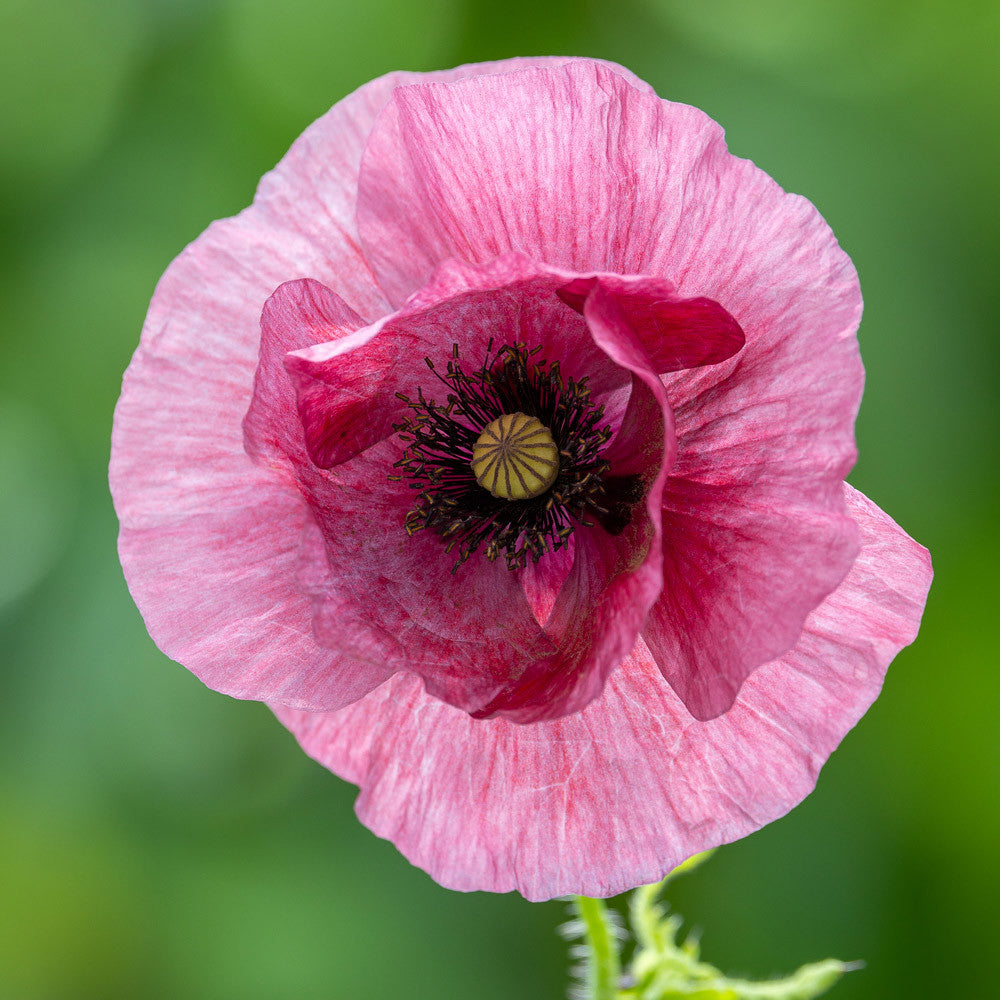Sarah Raven Seeds Ethereal Poppy Collection Blumensamen 2 Tüten grau
