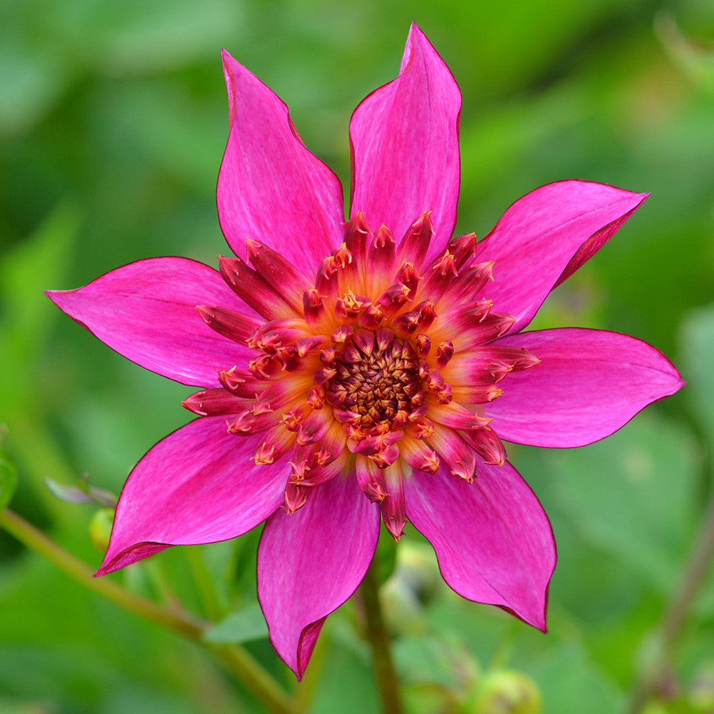 Sarah Raven Dahlia Pink Starfish Dahlienknolle 1 Knolle pink