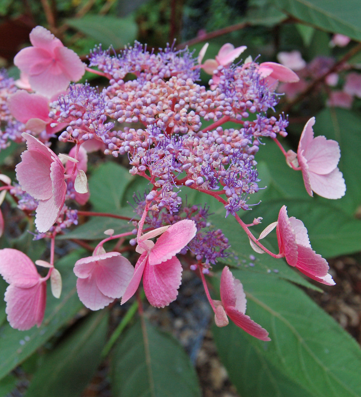 Sarah Raven Plants Hydrangea Hot Chocolate Hortensie 2L Schatten