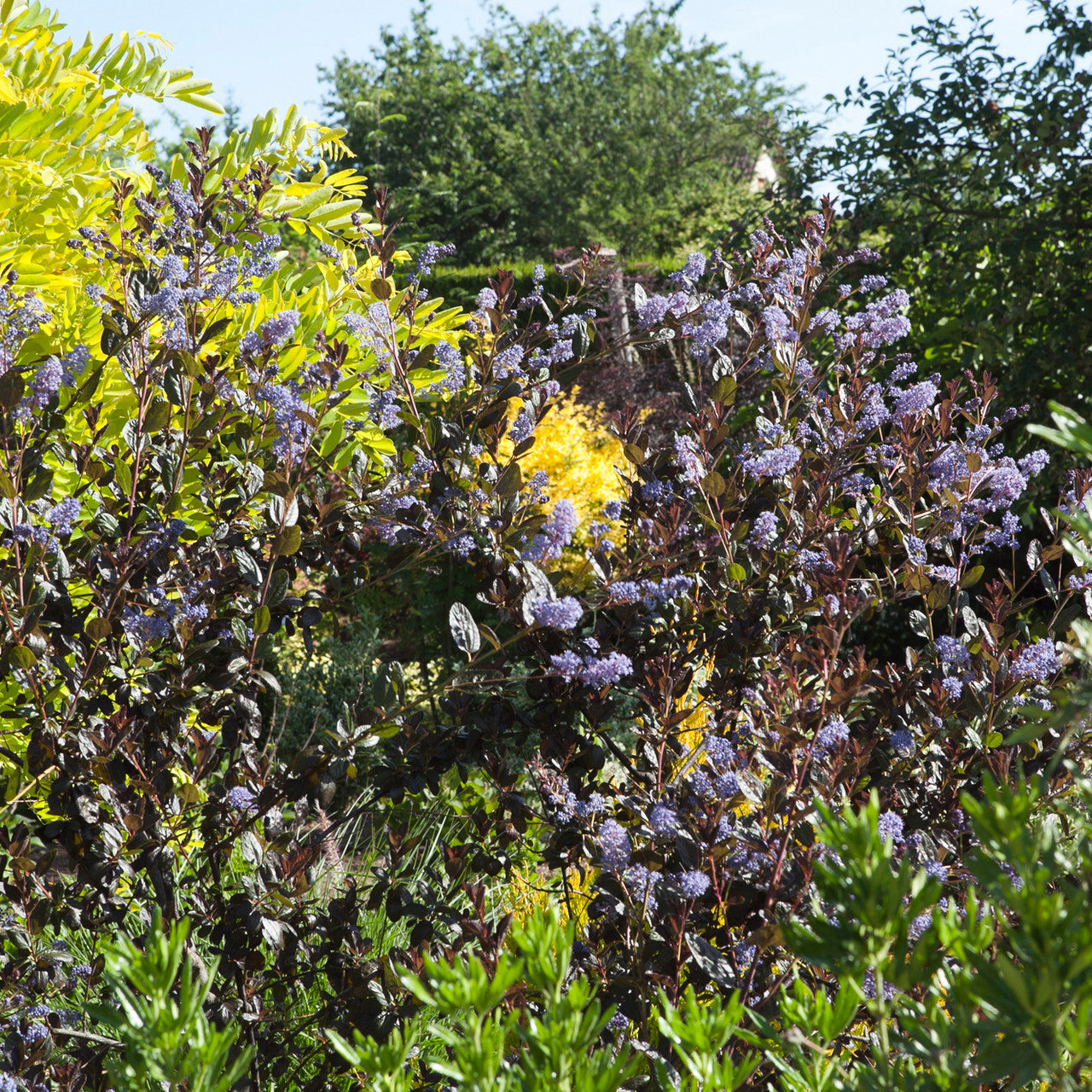 Sarah Raven Plants Ceanothus Tuxedo Pflanze 2-Liter-Topf dunkellaubig