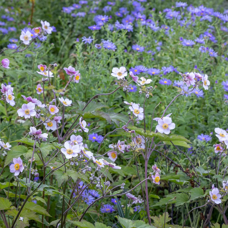 Sarah Raven Plants Anemonen und Astern Pflanzen 6 Töpfe Herbst