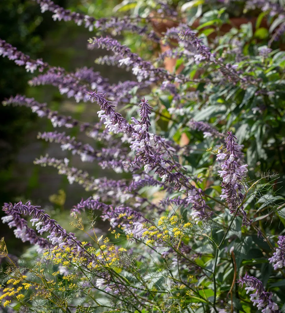 Sarah Raven Phyllis Fancy Salvia 3x 9cm Topf blaugrau