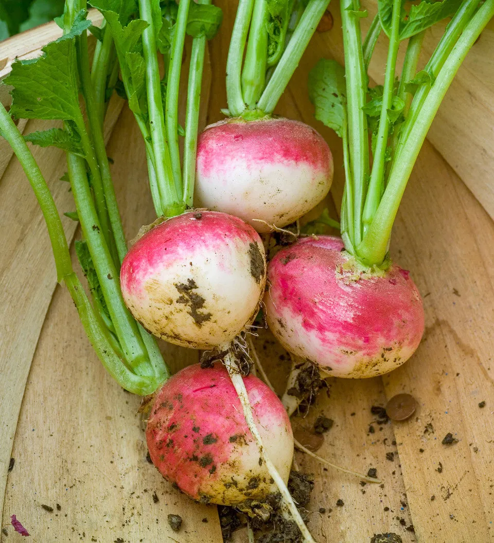 Sarah Raven Seeds Radieschen Sparkler 3 Samen 450 Stück bio rot-weiß