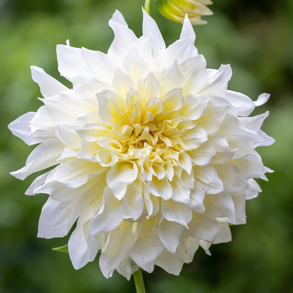 Sarah Raven Dahlia Café au Lait Supreme Knolle Weiß 1 Stück
