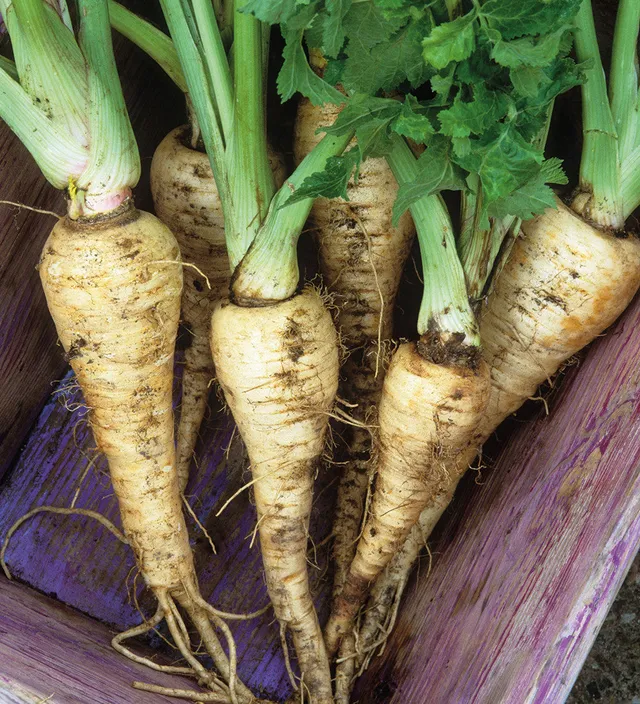 Sarah Raven Seeds Pastinake Tender and True Saatgut 1000 Samen