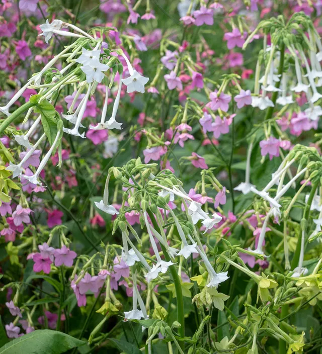 Sarah Raven Seeds Nicotiana Schatten Samen 3 Tütchen