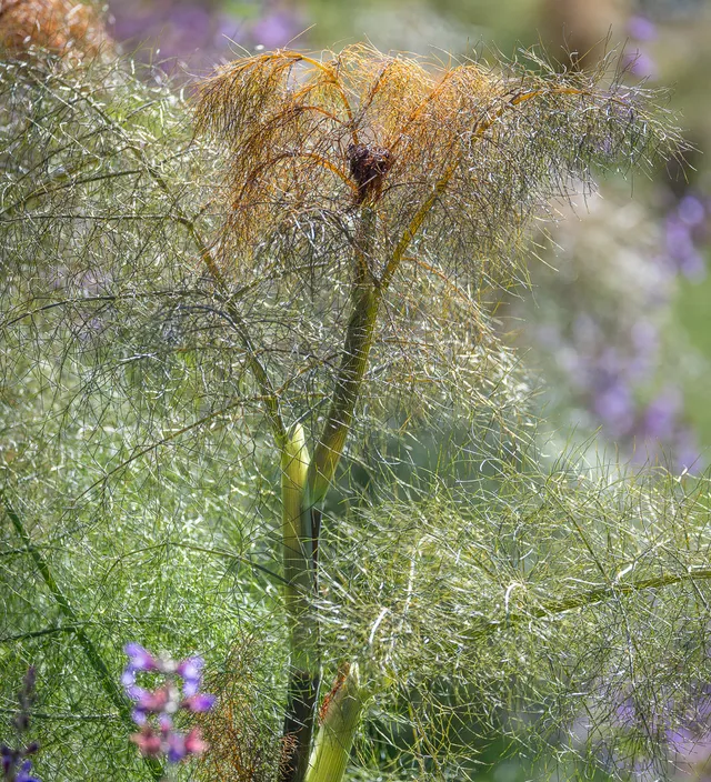 Sarah Raven Plants Bronze Fenchel Pflanze 6x 9cm Töpfe essbar