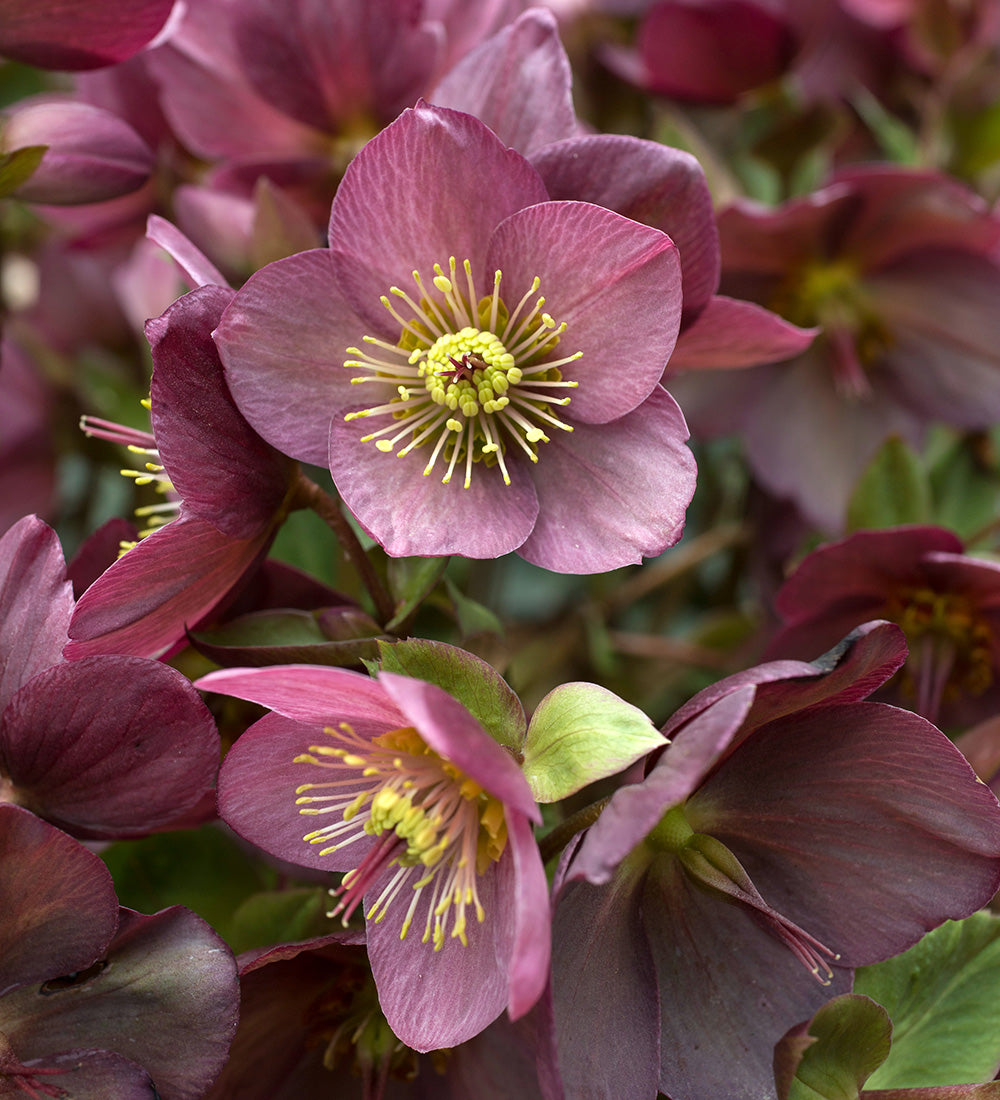 Sarah Raven Plants Helleborus Ice N Roses Rose Christrose 2L rosa