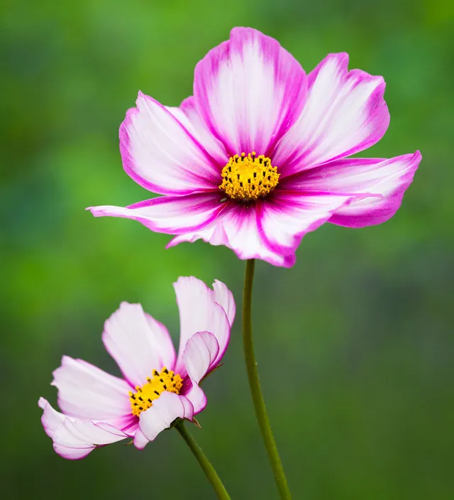 Sarah Raven Candy Stripe Cosmea 100 Samen weiß-rot