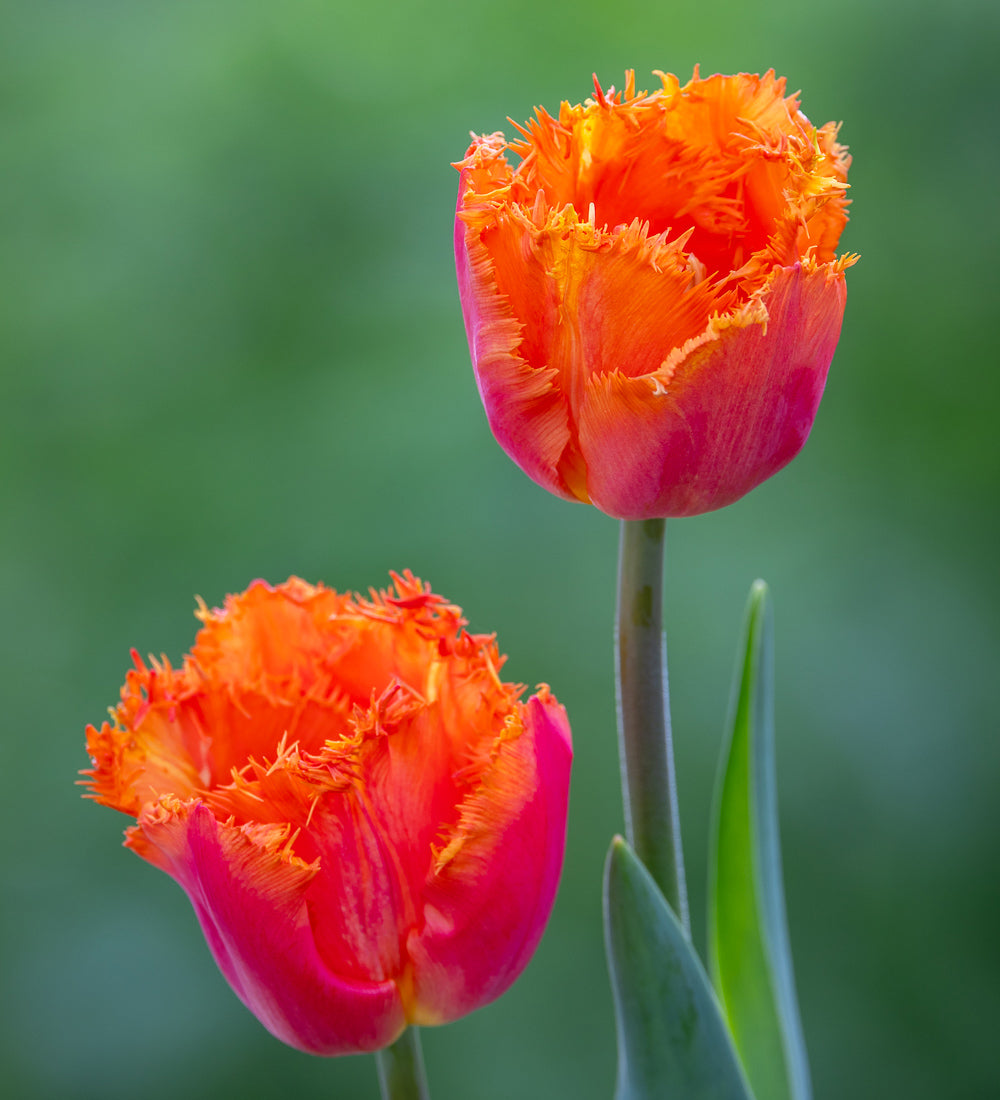 Sarah Raven Ogene Tulpe 10 Blumenzwiebeln orange