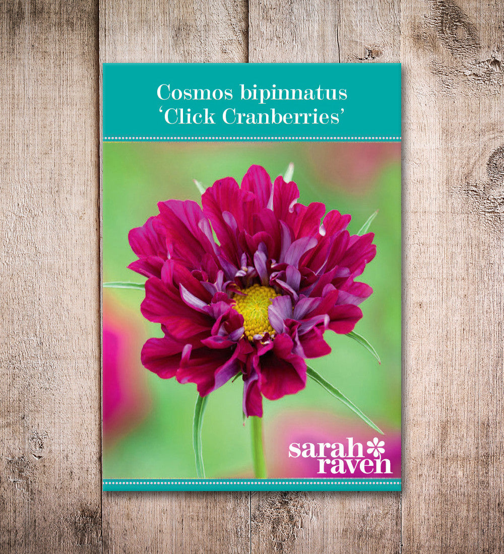 Sarah Raven Seeds Cosmos Double Click Cranberries 40 Samen rot